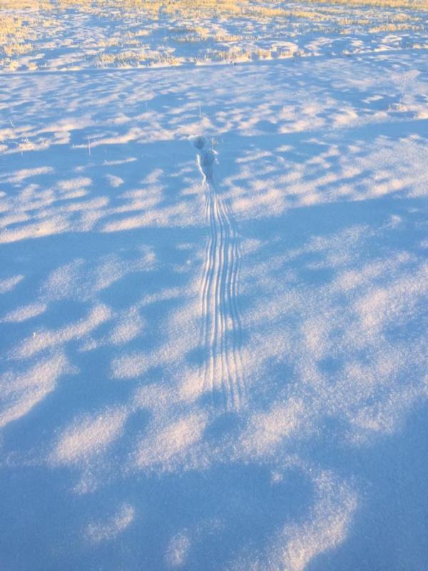 Rooster tracks on the Teton River property 
