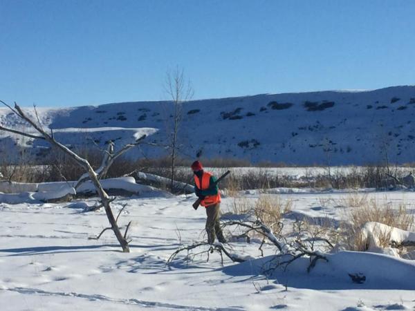 Mark Studt braving the cold to find the roosters on the Teton River property 