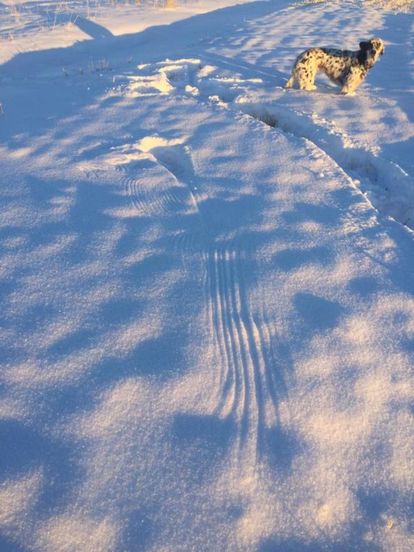 Rooster tracks on the Teton River Property 