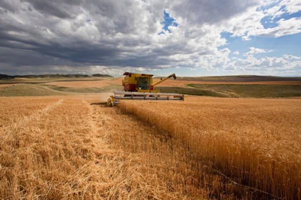 Combining wheat at Wolf Creek PF Property