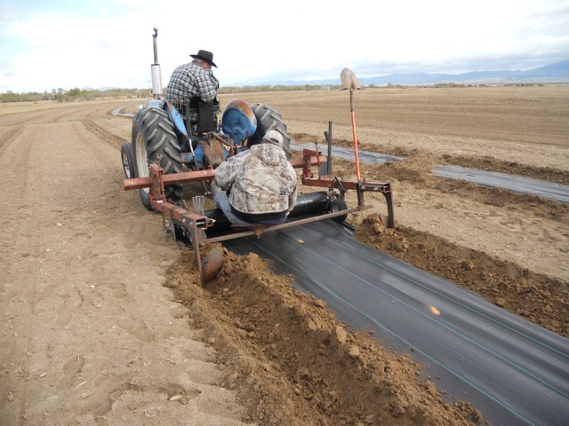 Laying down weed mat for a shelter belt planting near Freezeout Lake