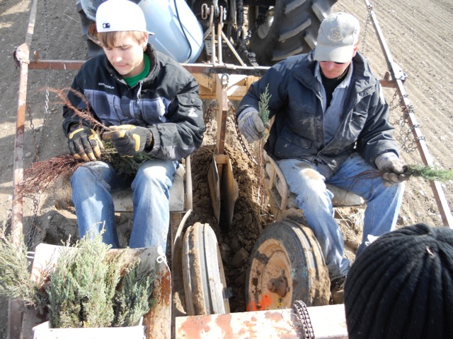 Shelterbelt plantng near Freezeout Lake