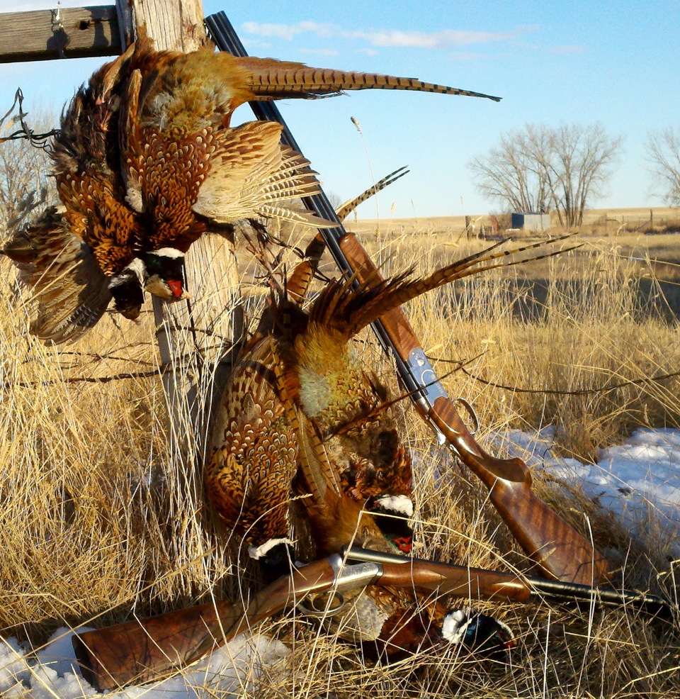Pat Howe with a limit of pheasants from Central Montana