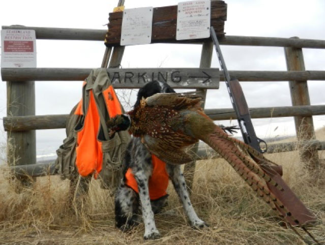 Last Bird:  Dakota poses for his last retrieve in late December on public land